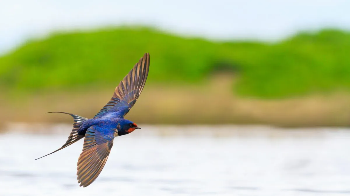 A Barn Swallow flies over the water. (Drakuliren/shutterstock)