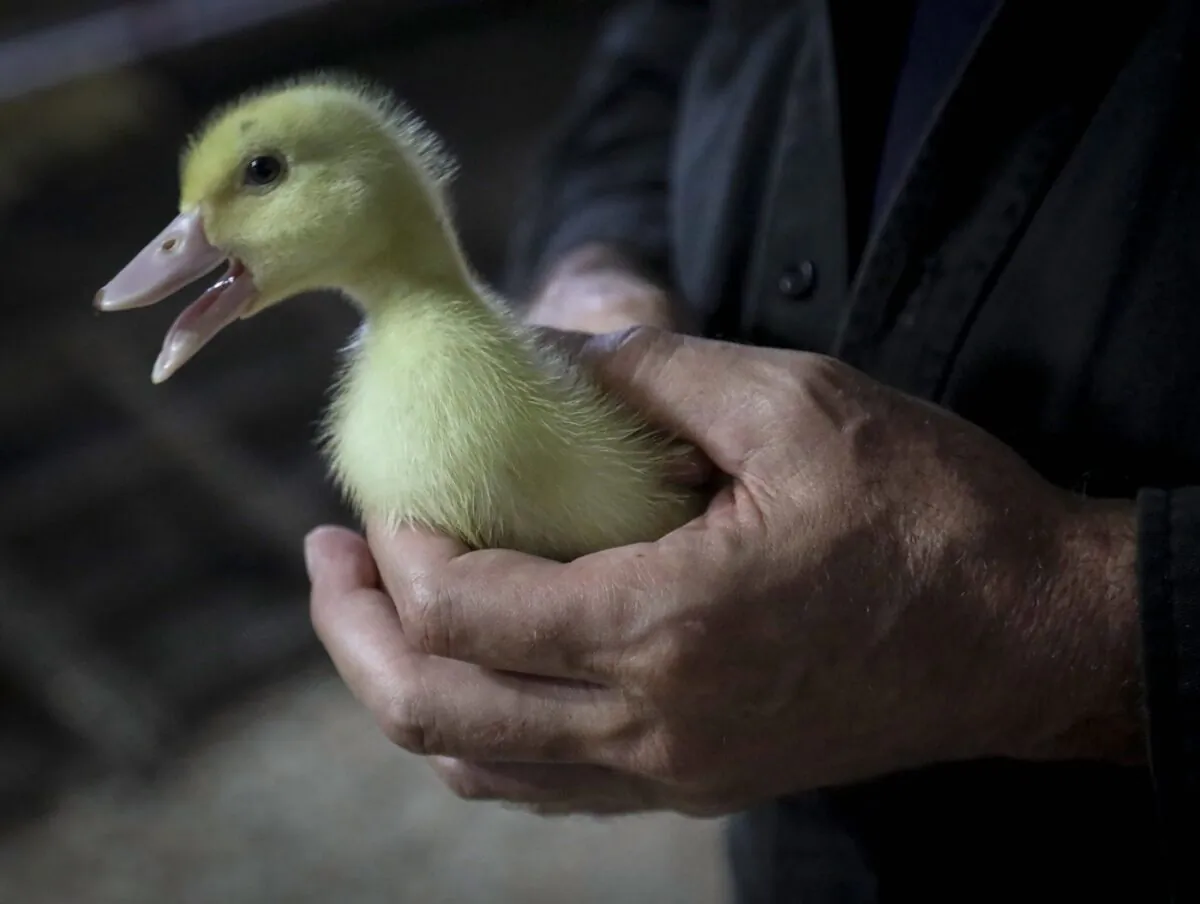 An operations manager for a duck farm, holds a Moulard duckling in Ferndale, N.Y., July 18, 2019. (The Canadian Press/AP-Bebeto Matthews)