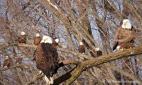 Birder Photographs Dozens of Bald Eagles Flocking, Hunting in Mississippi River Valley—And They’re Magnificent