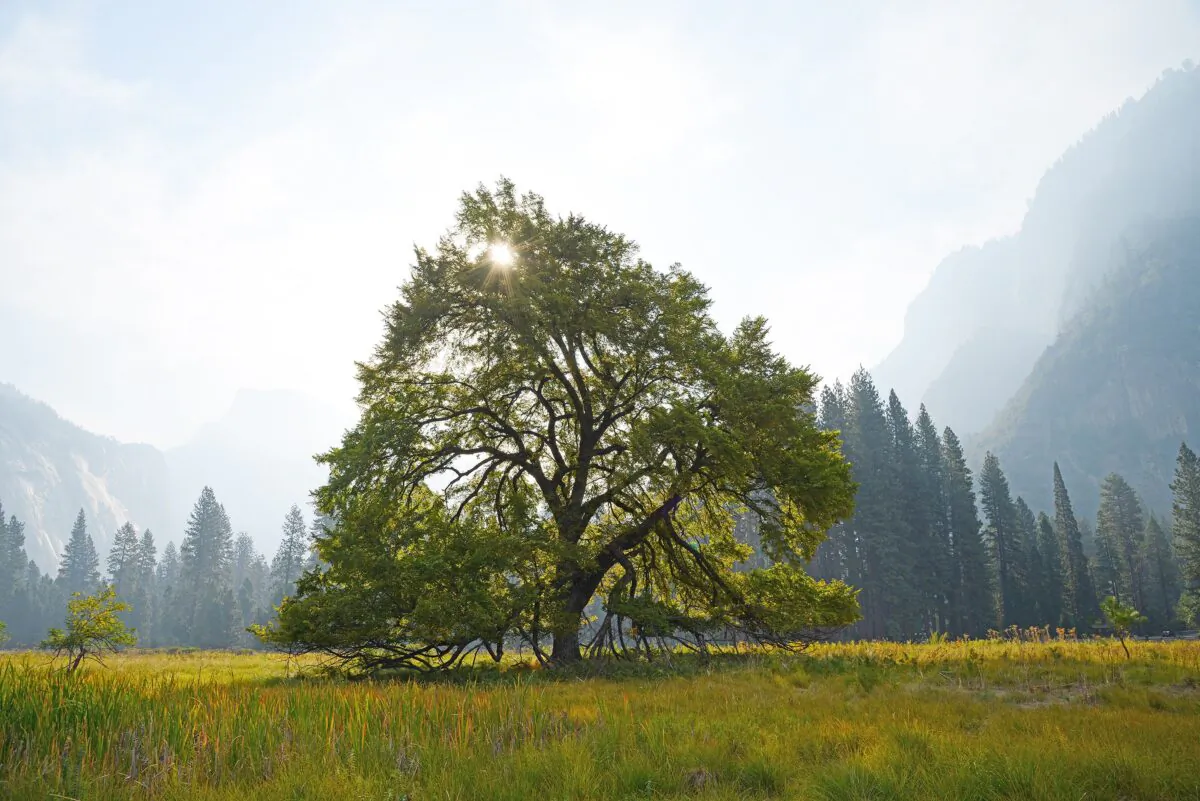(Saraporn/Shutterstock)