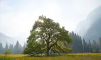 Liberty Tree: A Look at Thomas Paine’s Song Celebrating the Beauty of American Freedom