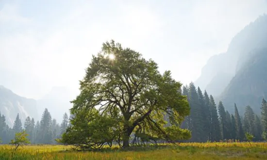 Liberty Tree: A Look at Thomas Paine’s Song Celebrating the Beauty of American Freedom