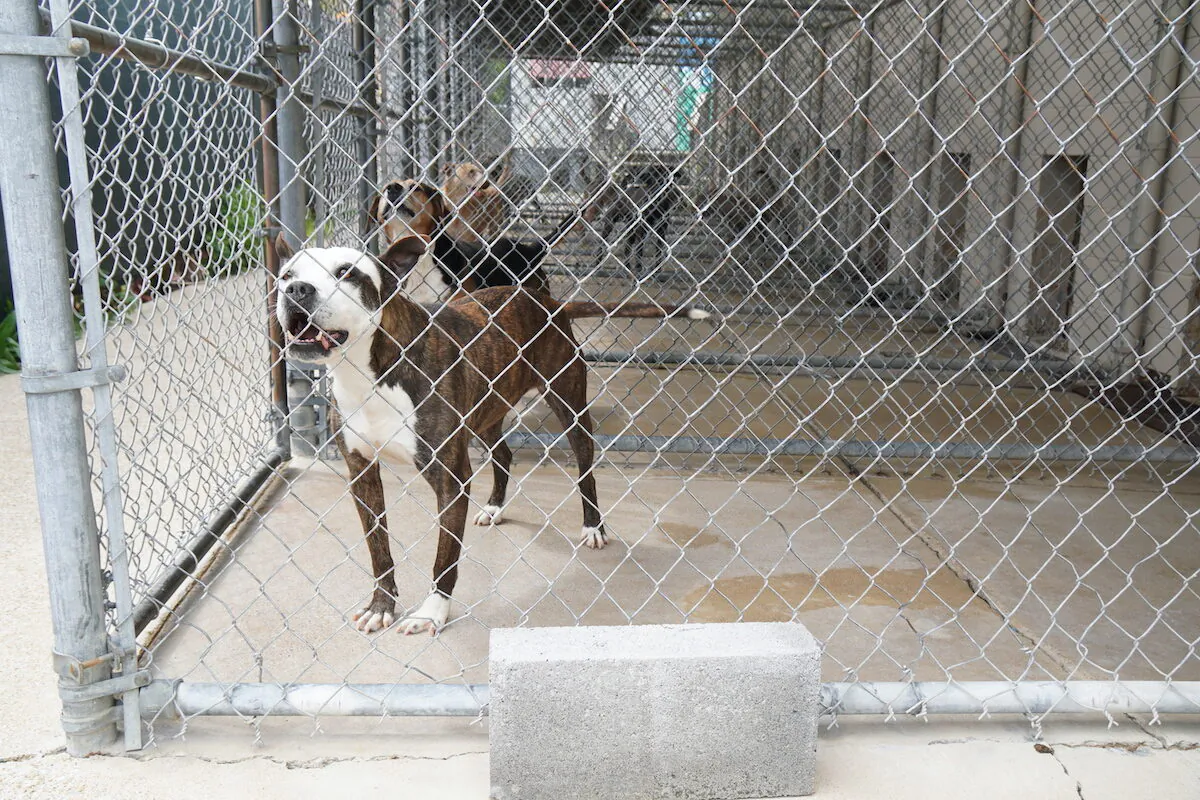 File photo of pit bulls in East Ridge Animal Services shelter in East Ridge, Tennessee, on April 13, 2022. (Jackson Elliott/The Epoch Times)
