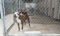 305 Dogs Rescued, 20 Arrested in ‘Biggest Takedown of Dogfighting Operation’ in South Carolina’s History