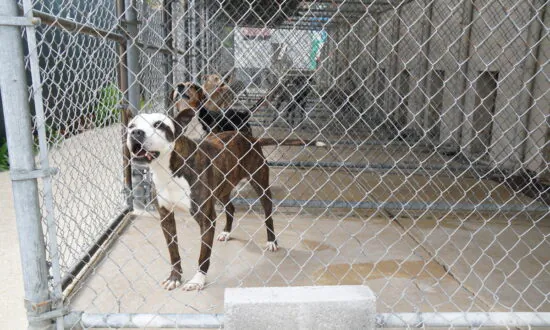 305 Dogs Rescued, 20 Arrested in ‘Biggest Takedown of Dogfighting Operation’ in South Carolina’s History