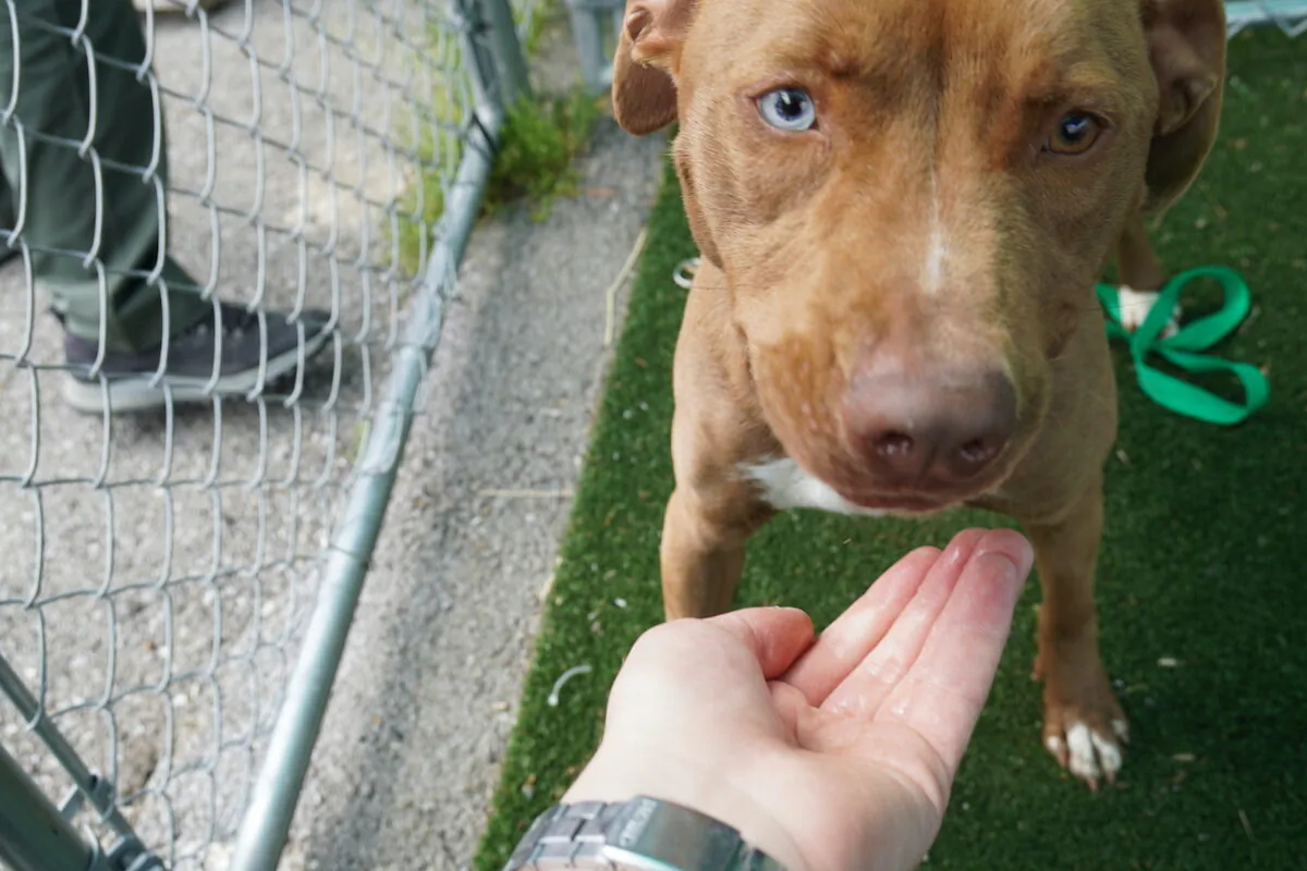 Merry, a pit bull at the East Ridge Animal Services shelter, greets visitors in East Ridge, Tenn., on April 13, 2022. (Jackson Elliott/ The Epoch Times)