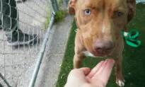 Dog Fight: Activists Battle Over America’s Shelter Pit Bulls