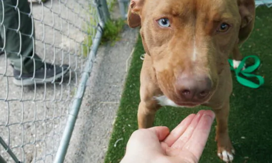 Dog Fight: Activists Battle Over America’s Shelter Pit Bulls