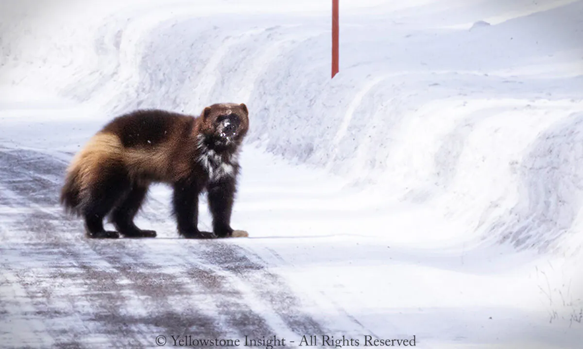 (Courtesy of MacNeil Lyons / Yellowstone Insight)
