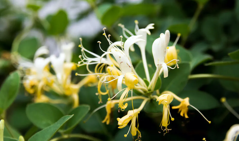 Japanese Honeysuckle (YI-LIN TSAI/Shutterstock)
