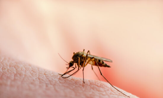 Potential Adverse Effects of GE Mosquitoes Unknown