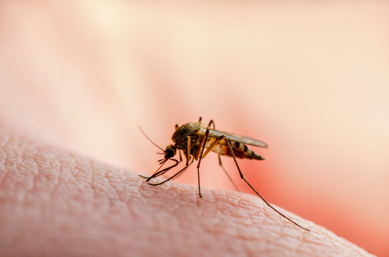 Potential Adverse Effects of GE Mosquitoes Unknown - Vimarsana News