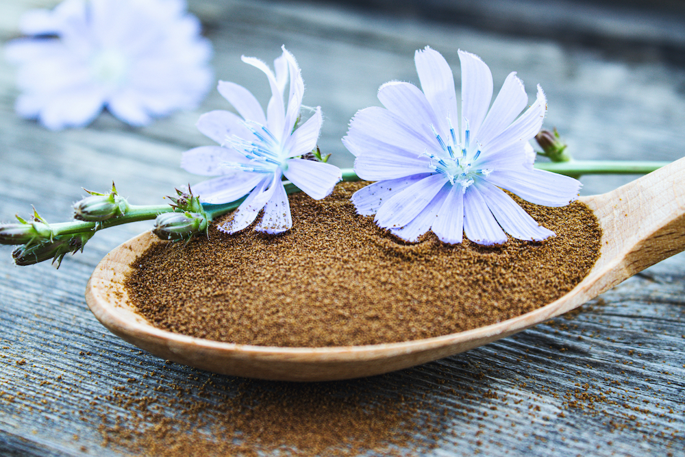 Chicory has been used as a medicine as far back as ancient Egypt. Now researchers are starting to figure out why. (Maryna Osadcha/Shutterstock)