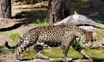 Chinese Trafficking of Exotic Animals Flourishes in Bolivian Amazon