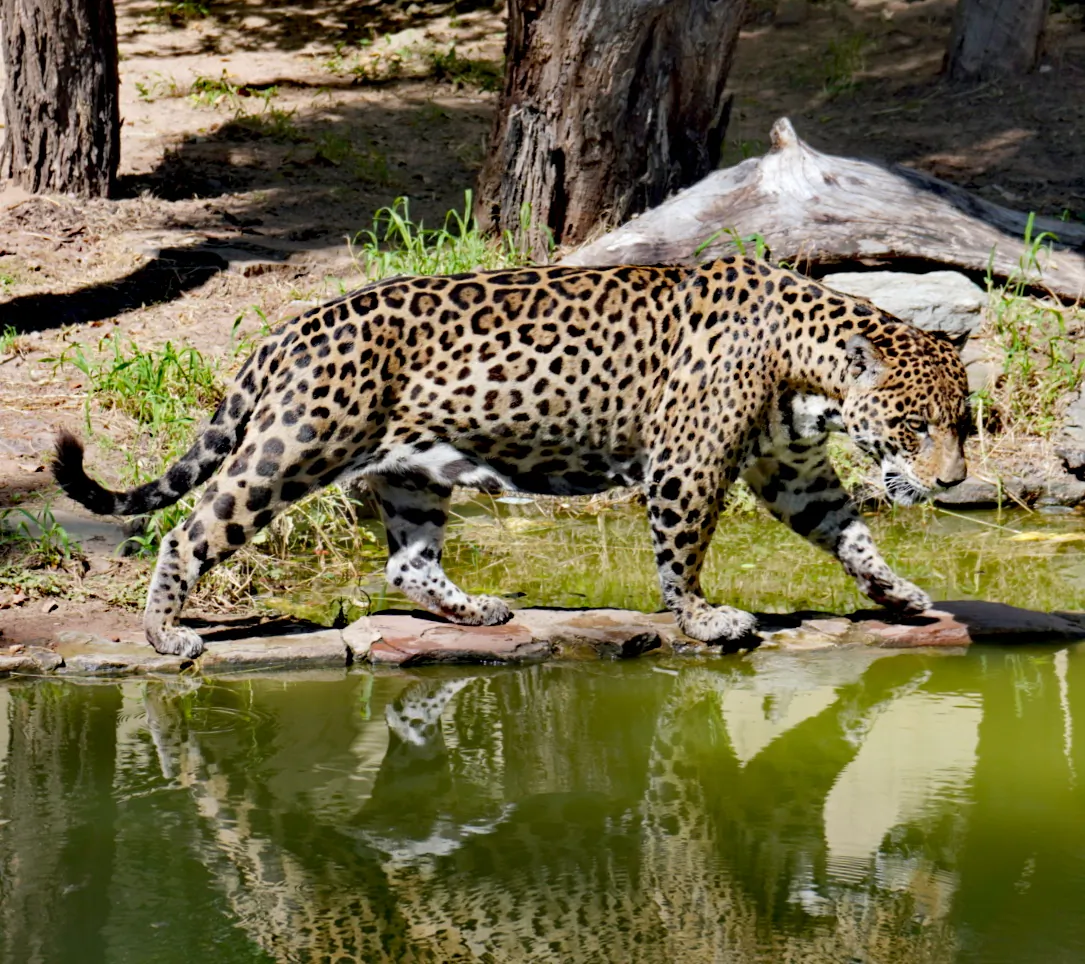 Rescued jaguar in Santa Cruz, Bolivia, on April 9, 2022. (Cesar Calani / The Epoch Times)
