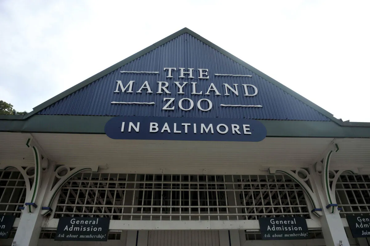 The Maryland Zoo in Baltimore will feature an exhibit about dinosaurs that is set to run from May 6 until Nov. 30. (Kim Hairston/The Baltimore Sun/TNS)