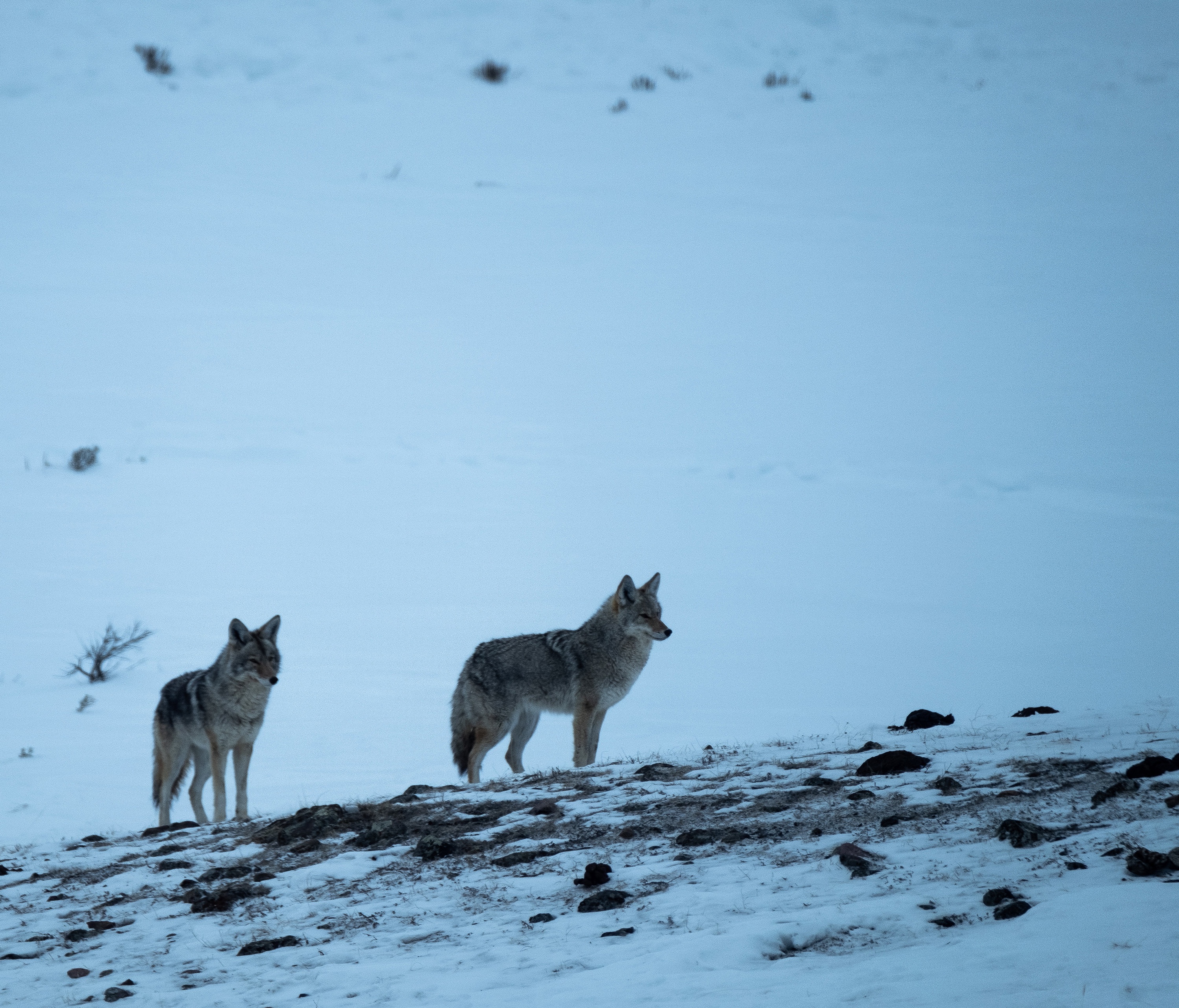 Coyotes