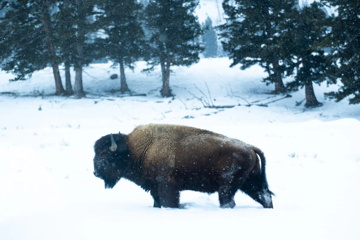 Over 5,000 bison roam Yellowstone’s 2.2 million acres. (Benjamin Myers/TNS)
