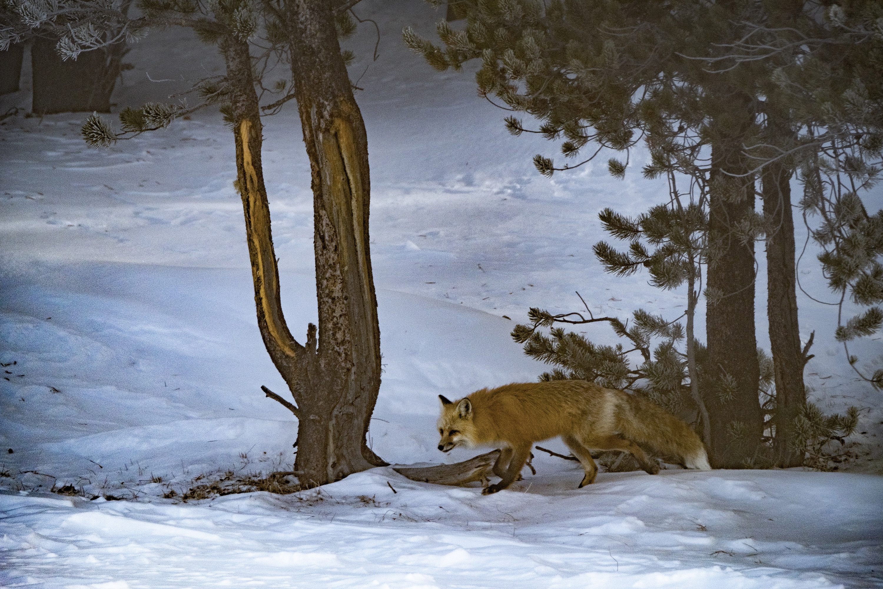 A red fox