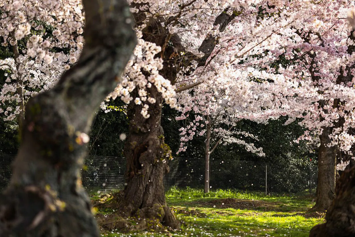 Cherry Blossom trees are in full bloom. (Samira Bouaou/The Epoch Times)