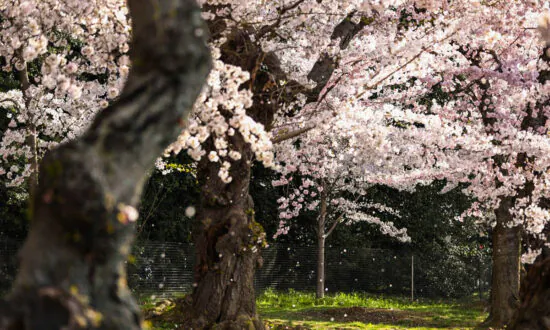 What Good Is Poetry? Making the Most of Life With A.E. Housman’s the ‘Loveliest of Trees’