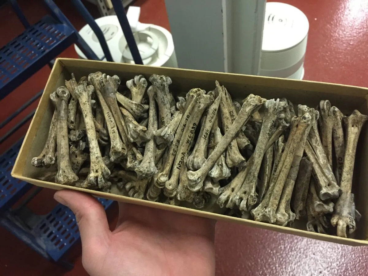 Chemical analyses were performed on these archaeological short-tailed albatross specimens, as shown in this undated handout image, to explore long-term behaviour trends. (The Canadian Press/HO-Eric Guiry)