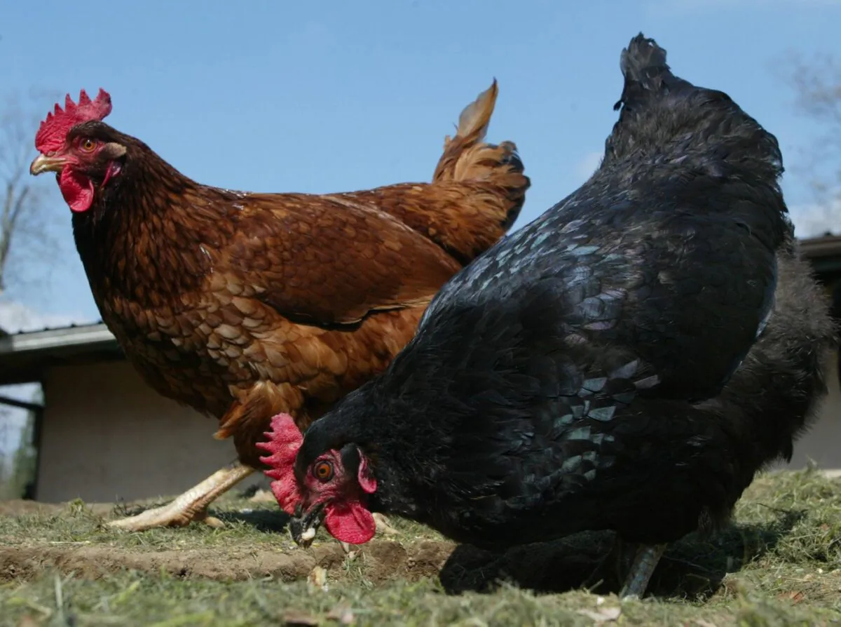 A couple of chickens feed on a farm in British Columbia on Apr. 5, 2004. (The Canadian Press/Richard Lam)