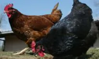 Canadian Food Inspection Agency Confirms Avian Flu on Fourth Quebec Poultry Farm