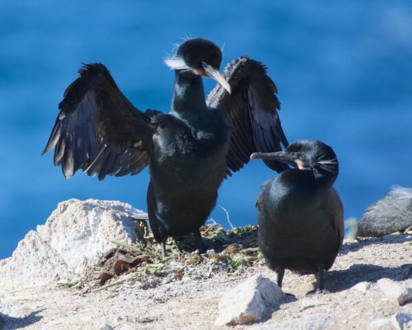 Point Lobos