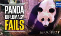 Has China’s Panda Diplomacy Lost Its Sparkle?