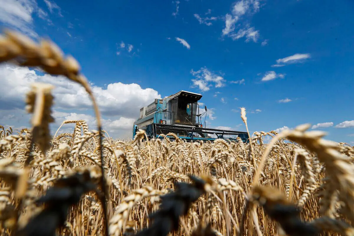 A combine harvester gathers wheat in a field near the village of Hrebeni, Kyiv, Ukraine, on July 17, 2020. (Valentyn Ogirenko/Reuters)