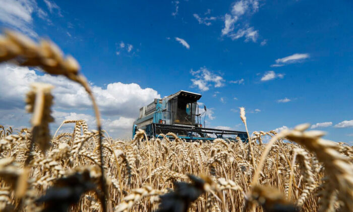 A combine harvester gathers wheat in a field near the village of Hrebeni in Kyiv region, Ukraine, on July 17, 2020. (Valentyn Ogirenko/Reuters)