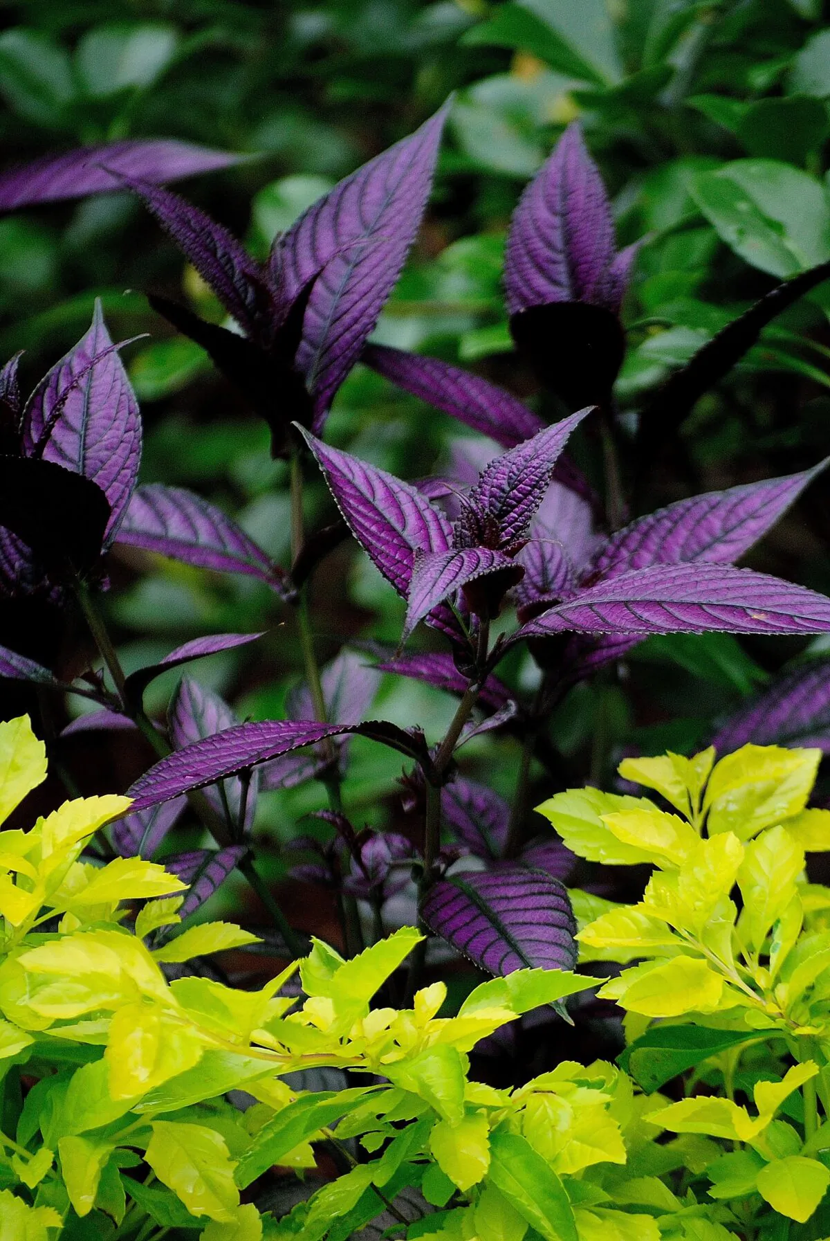 Persian Shield’s colors form a picturesque combination with lime green or chartreuse colored foliage. (Norman Winter/TNS)