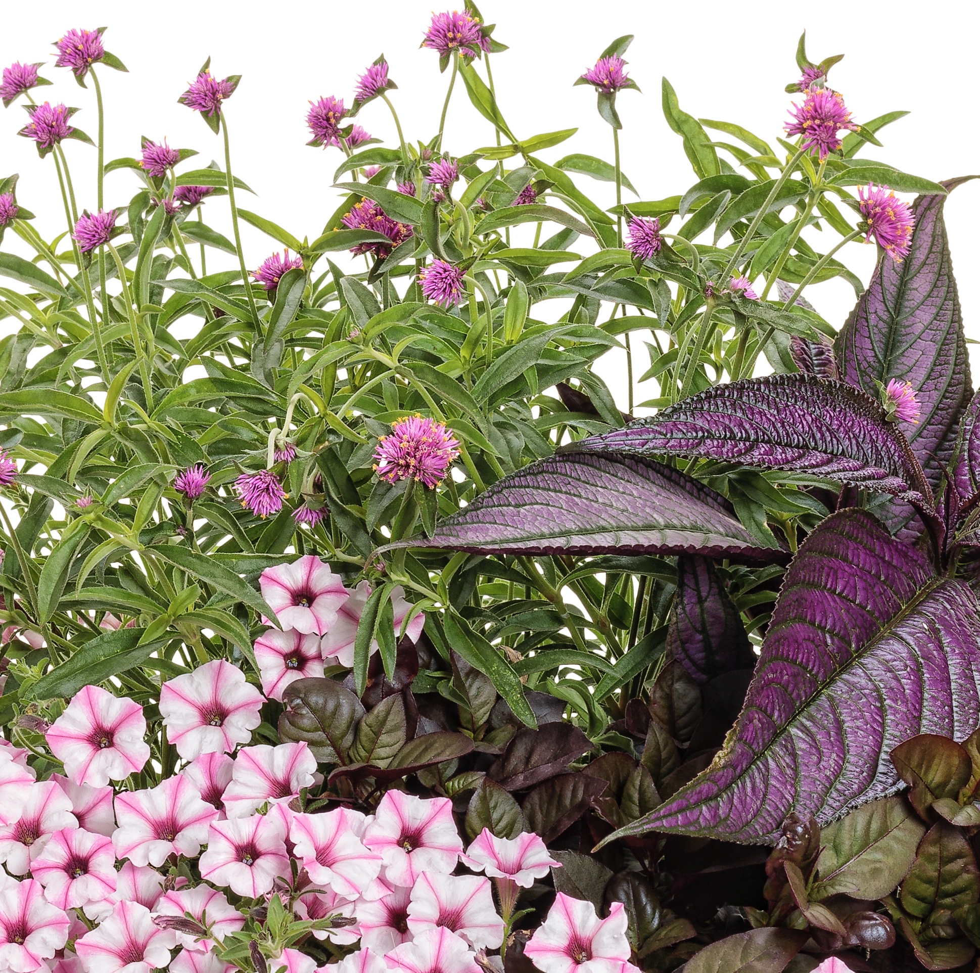 ‘This is the Life’ flower combination