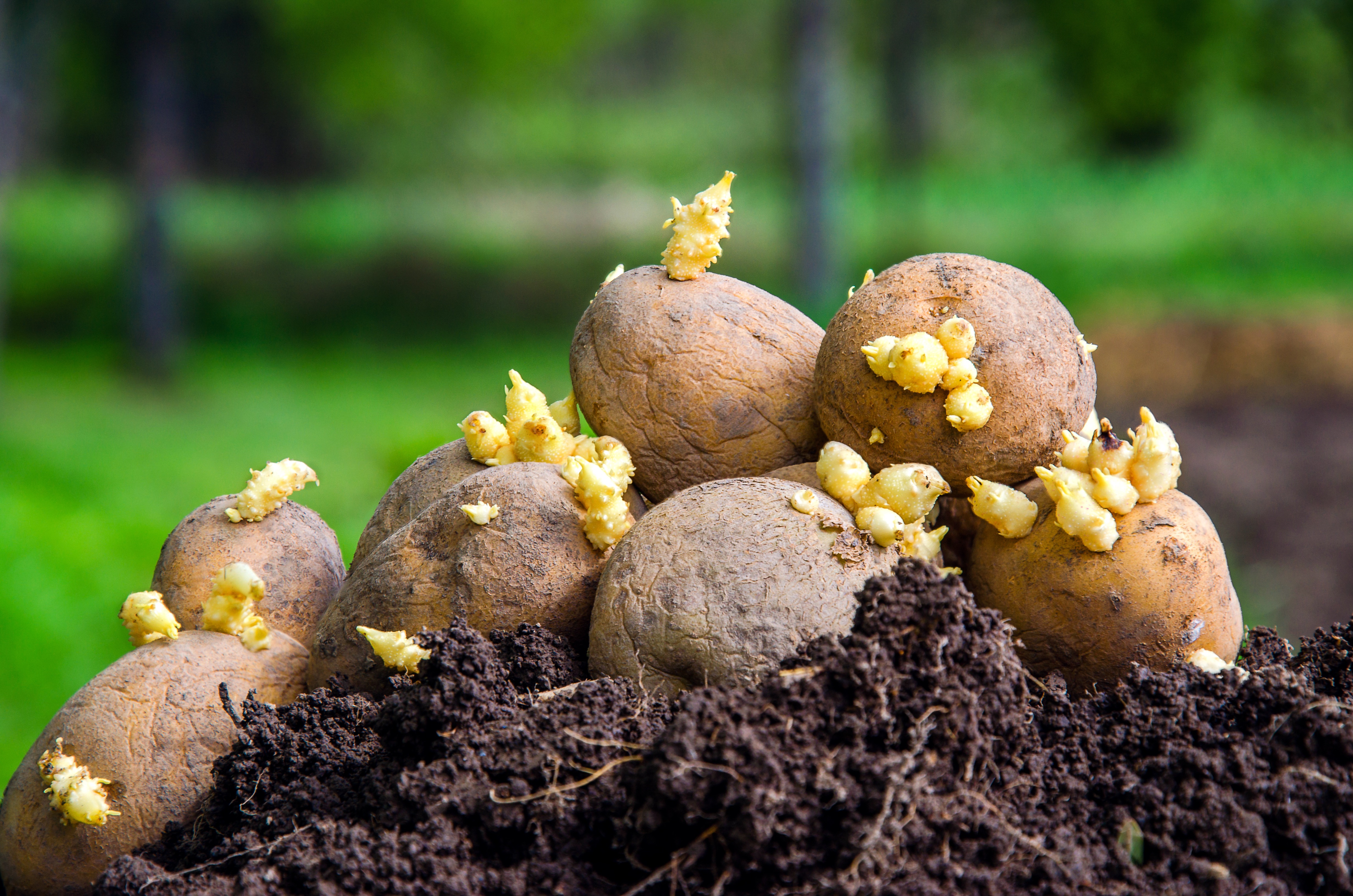 Проращивание картофеля для посадки в домашних условиях. Посадка картошки. Проросший картофель. Посадка пророщенного картофеля. Картошка растет.