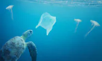 Microplastics and Pollution Combine to Become Much More Toxic: Study