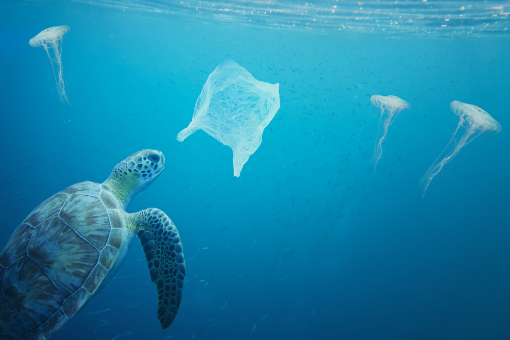 Tainted microplastics can continue to make their way up the food chain, inadvertently exposing humans. (Shutterstock)