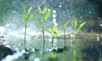 While Plants Enjoy Spring Rains, We Can Enjoy Spring Tea