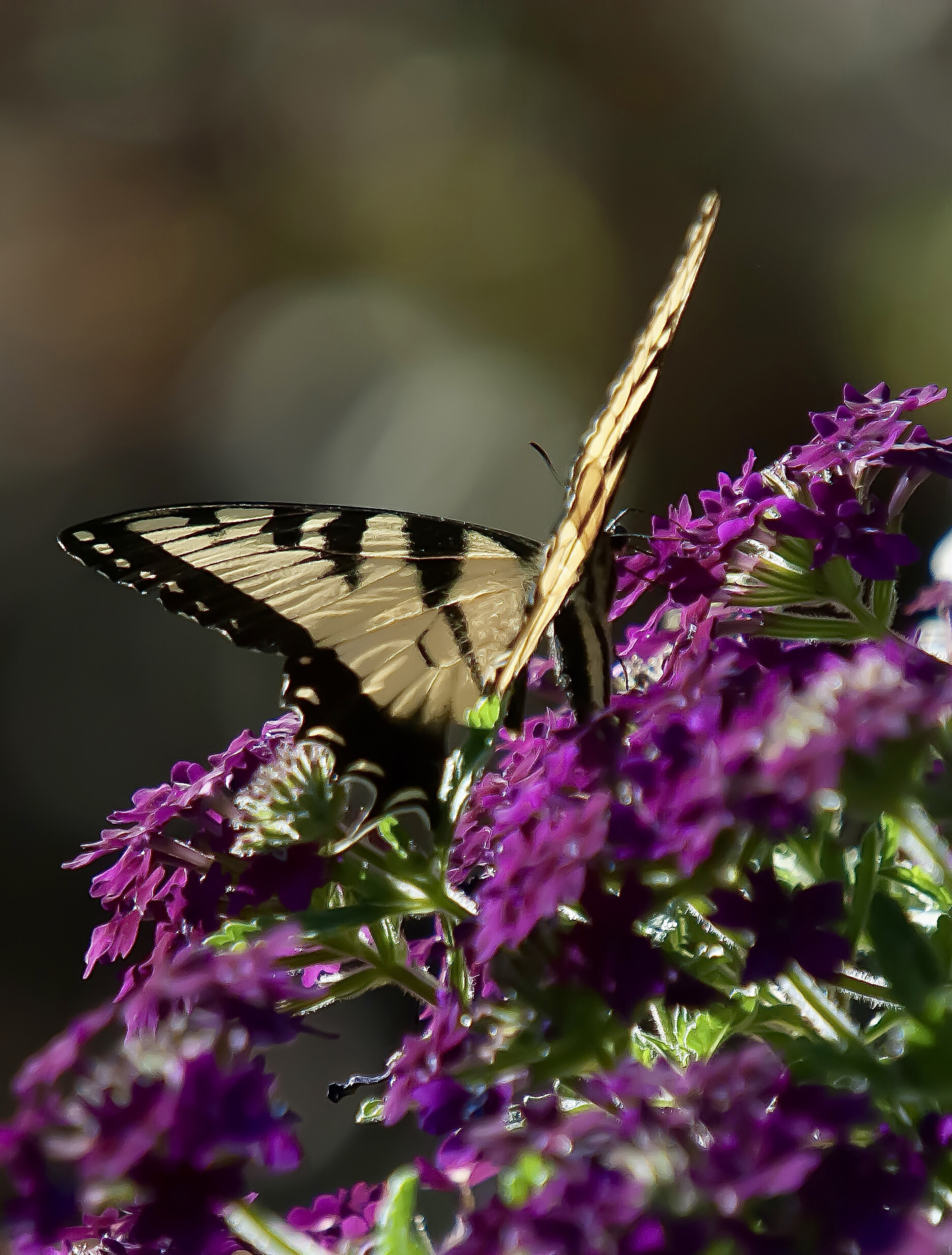 An Eastern Tiger Swallowtail butterfly