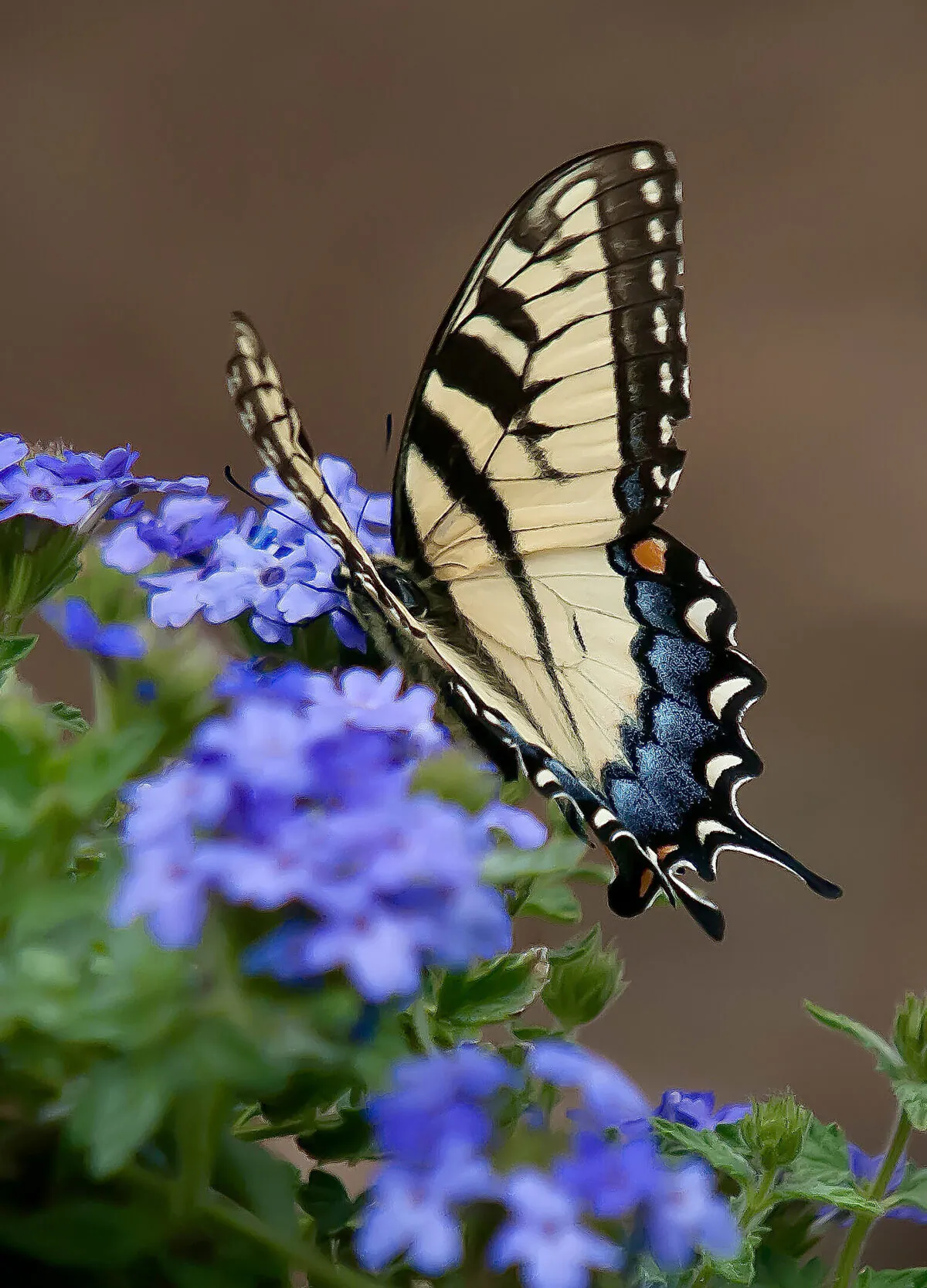 The first Eastern Tiger Swallowtail of the year at "The Garden Guy’s" house, was photographed March 22 feeding on Superbena Royale Chambray. (Norman Winter/TNS)