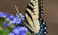 On Gardening: The Early Butterfly Gets the Verbena. Do You Have Them Planted?