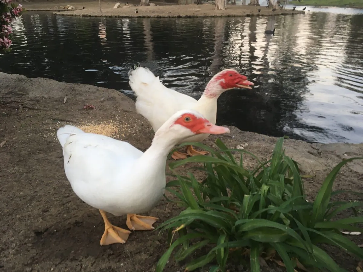 An undated photo of Muscovy ducks Grace and Mr. Chipper, which were found shot to death at TeWinkle Park in Costa Mesa, Calif., on April 18, 2022. (Courtesy of Wetlands & Wildlife Care Center)