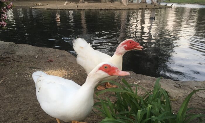 An undated photo of Muscovy ducks Grace and Mr. Chipper, which were found shot to death at TeWinkle Park in Costa Mesa, Calif., on April 18, 2022. (Courtesy of Wetlands & Wildlife Care Center)