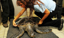 Large Female Sea Turtles Lay More Eggs and Need to Be Protected: Study