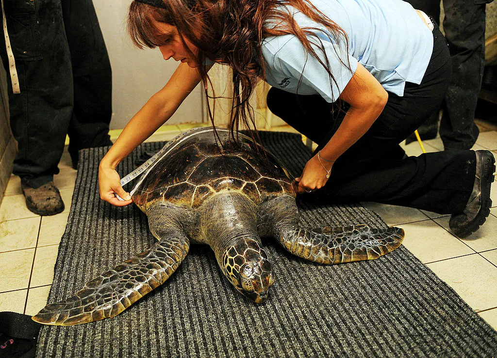 A female green sea turtle, injured by a probable boat strike and brought to Oceanworld Manly, near Sydney, is measured by a vet nurse on May 23, 2012.(GREG WOOD/AFP/GettyImages)
