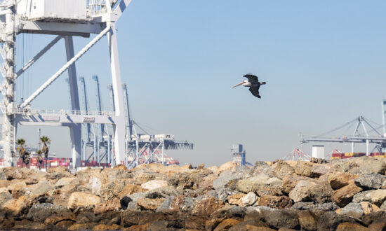 LA Port Unveils New Wildlife Website