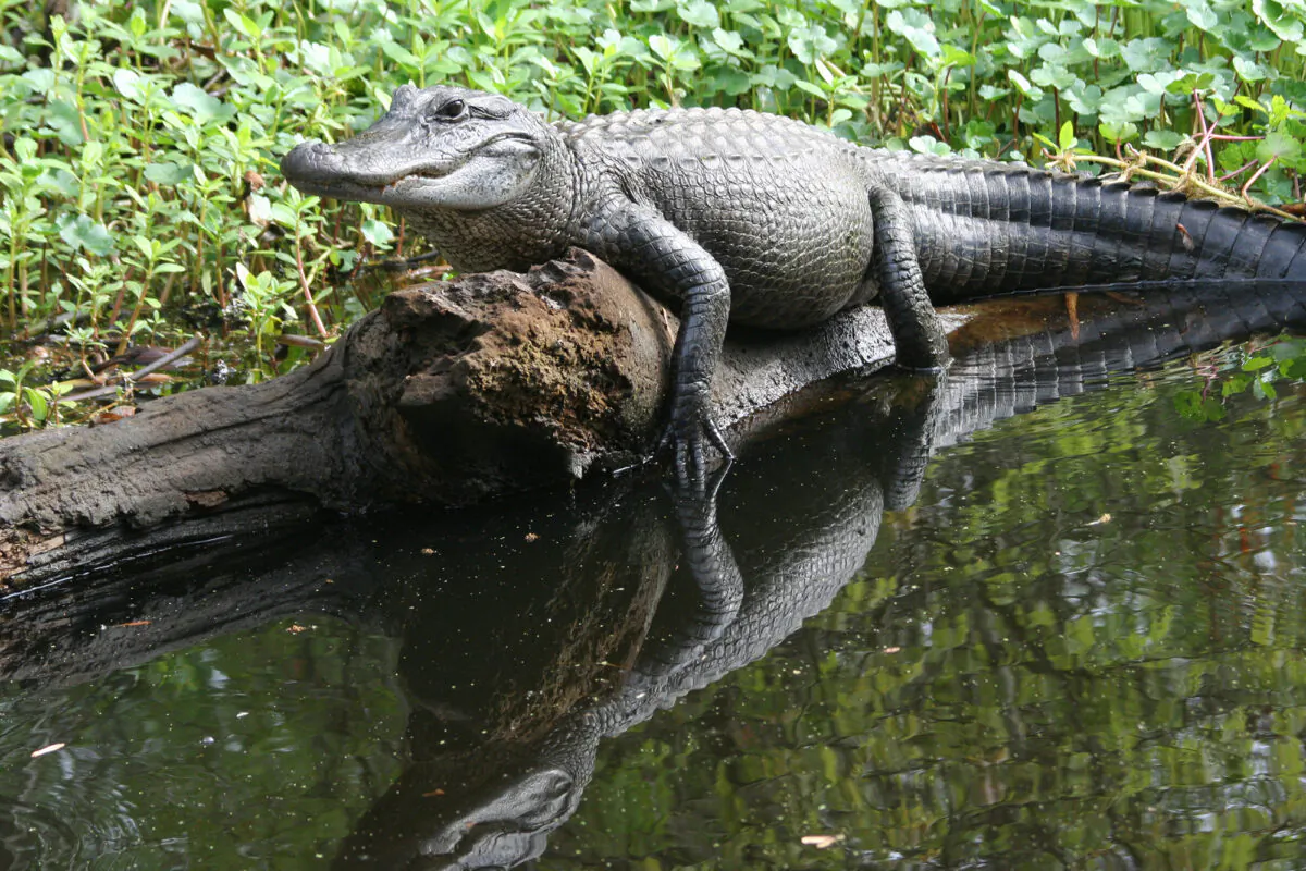 Alligators are plentiful in Manchac Swamp and provide myriad photo opportunities. The Louisiana Department of Wildlife and Fisheries estimates 2 million wild gators tromp across the state, while another million or so live on farms. (Mary Ann Anderson/TNS)