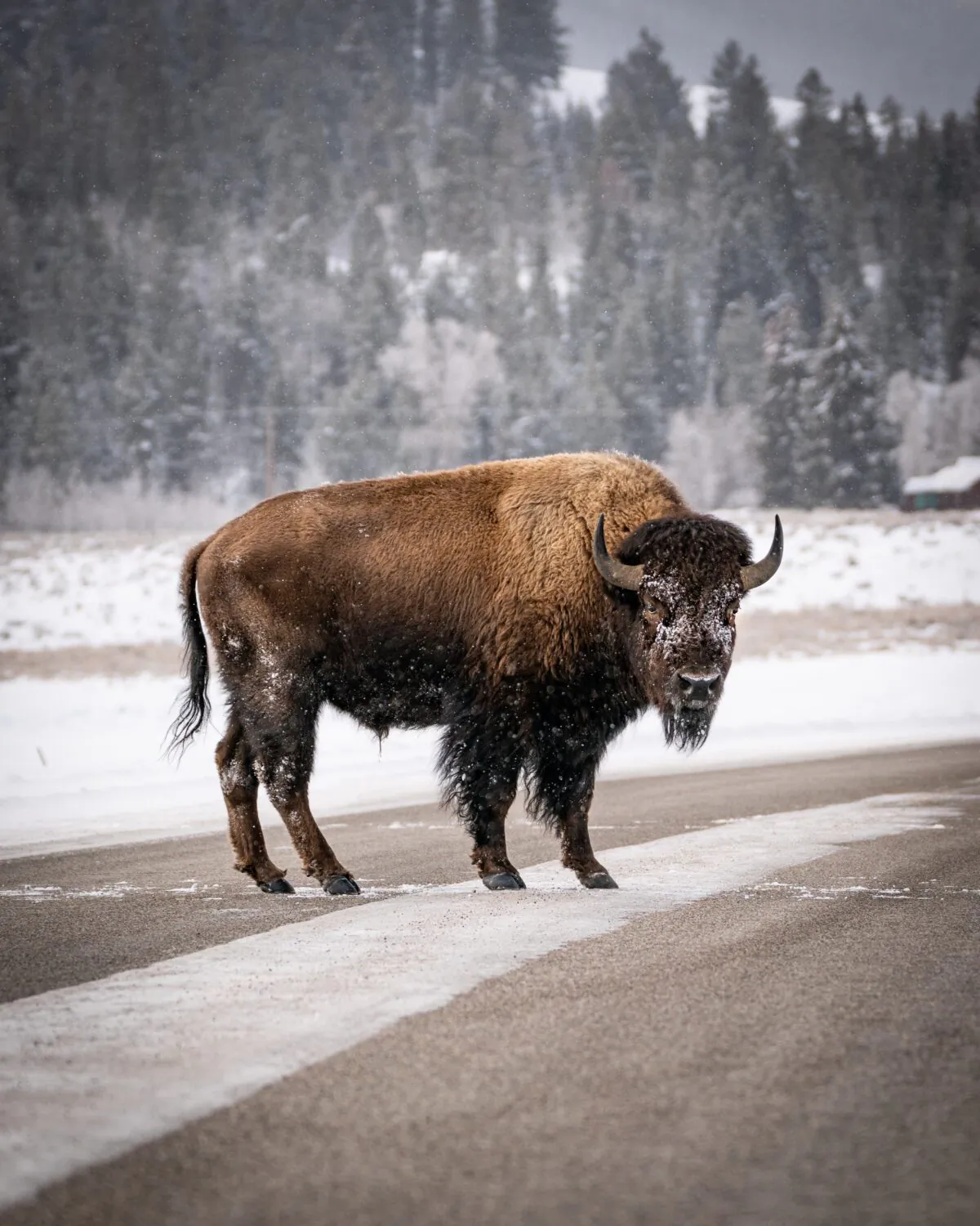 A bison crosses a road in Wyoming. (Vincent Ledvina/Unsplash)