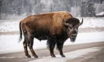 Where to See Bison, One of America’s Iconic Animals