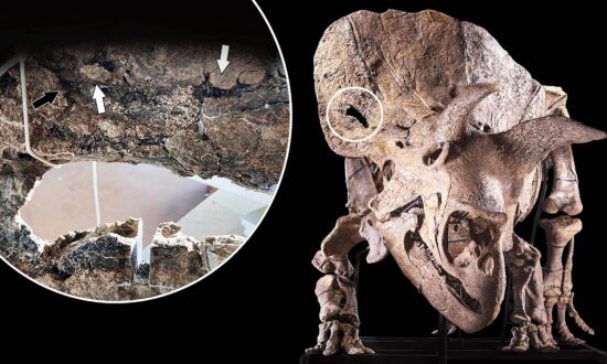 World’s Biggest Triceratops Skull Shows Puncture Wound From Rival’s Horns Inflicted in a Battle: Study